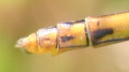 Sympetrum striolatum (Bruinrode heidelibel)